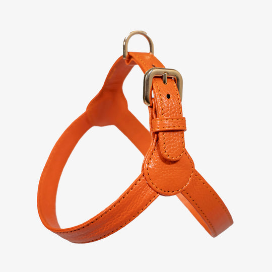 Arnés de perro en piel color rojo naranja con hebilla dorada Marca GiGi BONE impresa en el cuero en letras doradas a juego con los herrajes. Piel italiana de curtido vegetal y herrajes de gran calidad. Hecho a mano, con bordes de piel doblada y cosida, sin recubrimientos plásticos, lo que le da una estética premium y gran durabilidad