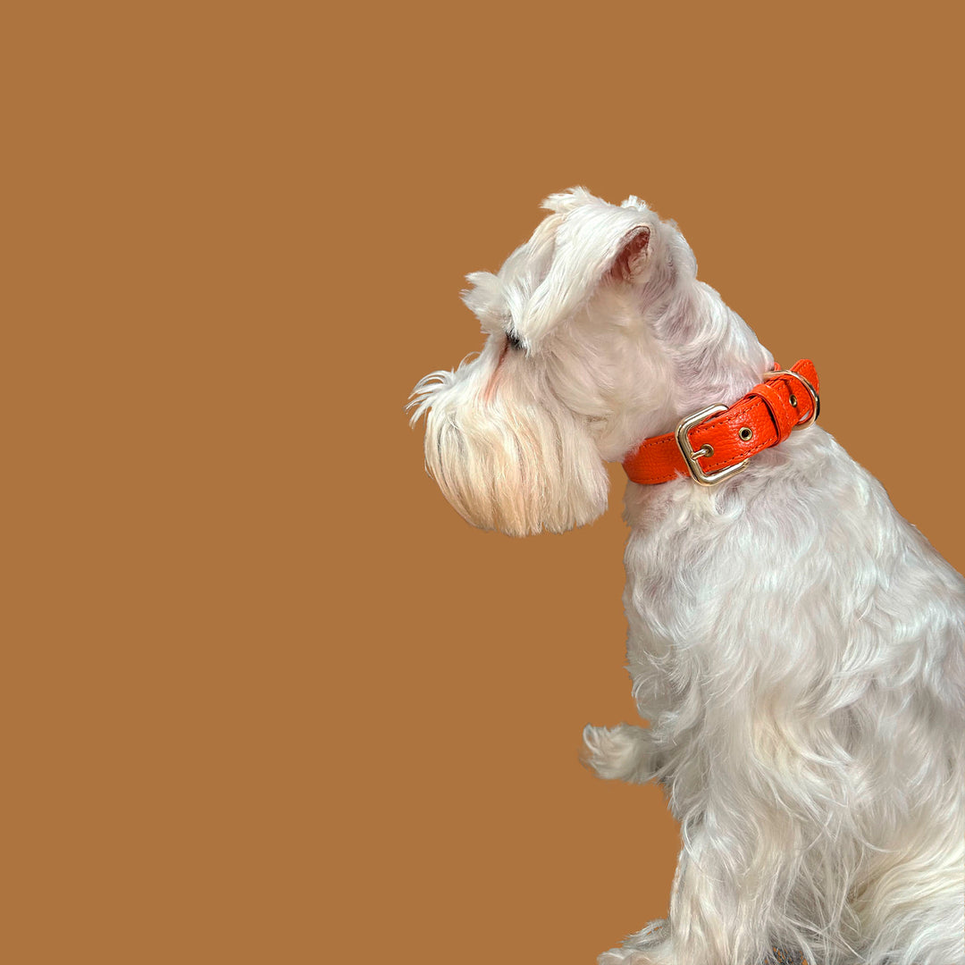 Collar de perro en piel color rojo naranja con hebilla dorada y ojales metalizados dorados. Marca GiGi BONE impresa en el cuero en letras doradas a juego con los herrajes. Piel italiana de curtido vegetal y herrajes de gran calidad. Hecho a mano, con bordes de piel doblada y cosida, sin recubrimientos plásticos, que le da una estética premium y gran durabilidad