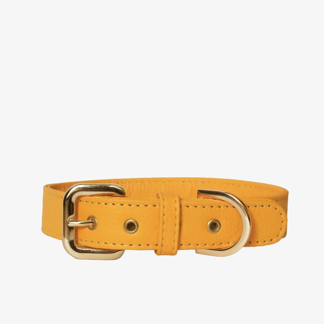 Collar de perro en piel color amarillo con hebilla dorada y ojales metalizados dorados. Marca GiGi BONE impresa en el cuero en letras doradas a juego con los herrajes. Piel italiana de curtido vegetal y herrajes de gran calidad. Hecho a mano, con bordes de piel doblada y cosida, sin recubrimientos plásticos, que le da una estética premium y gran durabilidad