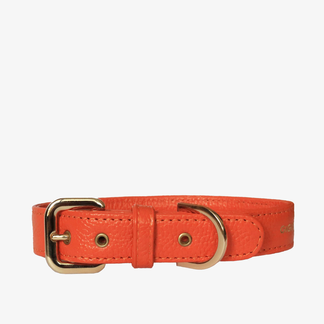 Collar de perro en piel color rojo naranja con hebilla dorada y ojales metalizados dorados. Marca GiGi BONE impresa en el cuero en letras doradas a juego con los herrajes. Piel italiana de curtido vegetal y herrajes de gran calidad. Hecho a mano, con bordes de piel doblada y cosida, sin recubrimientos plásticos, que le da una estética premium y gran durabilidad