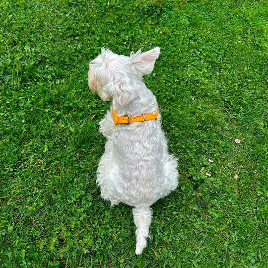 Arnés de perro en piel color amarillo con hebilla dorada Marca GiGi BONE impresa en el cuero en letras doradas a juego con los herrajes. Piel italiana de curtido vegetal y herrajes de gran calidad. Hecho a mano, con bordes de piel doblada y cosida, sin recubrimientos plásticos, lo que le da una estética premium y gran durabilidad