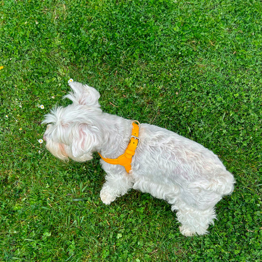 Arnés de perro en piel color amarillo con hebilla dorada Marca GiGi BONE impresa en el cuero en letras doradas a juego con los herrajes. Piel italiana de curtido vegetal y herrajes de gran calidad. Hecho a mano, con bordes de piel doblada y cosida, sin recubrimientos plásticos, lo que le da una estética premium y gran durabilidad