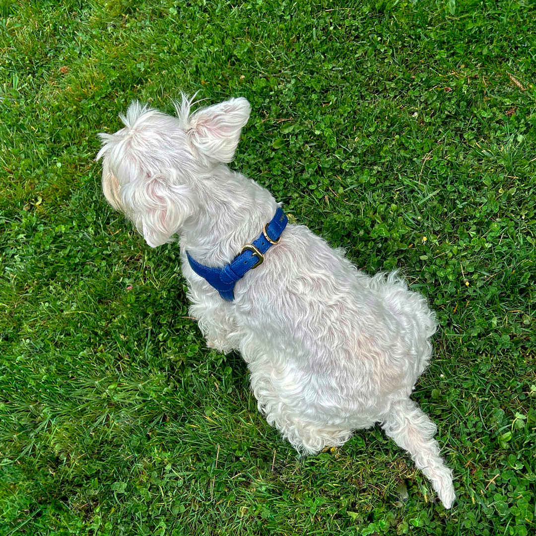 Arnés de perro en piel color azul con hebilla dorada Marca GiGi BONE impresa en el cuero en letras doradas a juego con los herrajes. Piel italiana de curtido vegetal y herrajes de gran calidad. Hecho a mano, con bordes de piel doblada y cosida, sin recubrimientos plásticos, lo que le da una estética premium y gran durabilidad