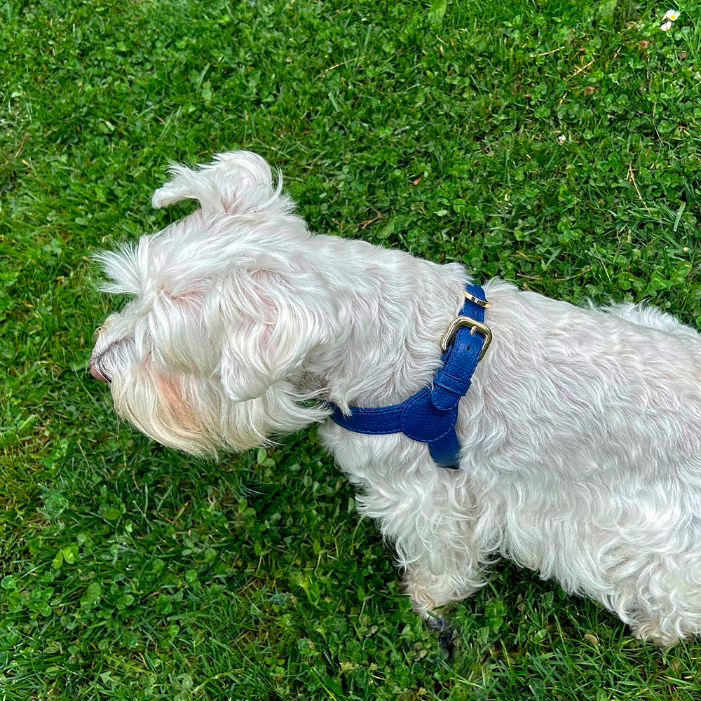 Arnés de perro en piel color azul con hebilla dorada Marca GiGi BONE impresa en el cuero en letras doradas a juego con los herrajes. Piel italiana de curtido vegetal y herrajes de gran calidad. Hecho a mano, con bordes de piel doblada y cosida, sin recubrimientos plásticos, lo que le da una estética premium y gran durabilidad