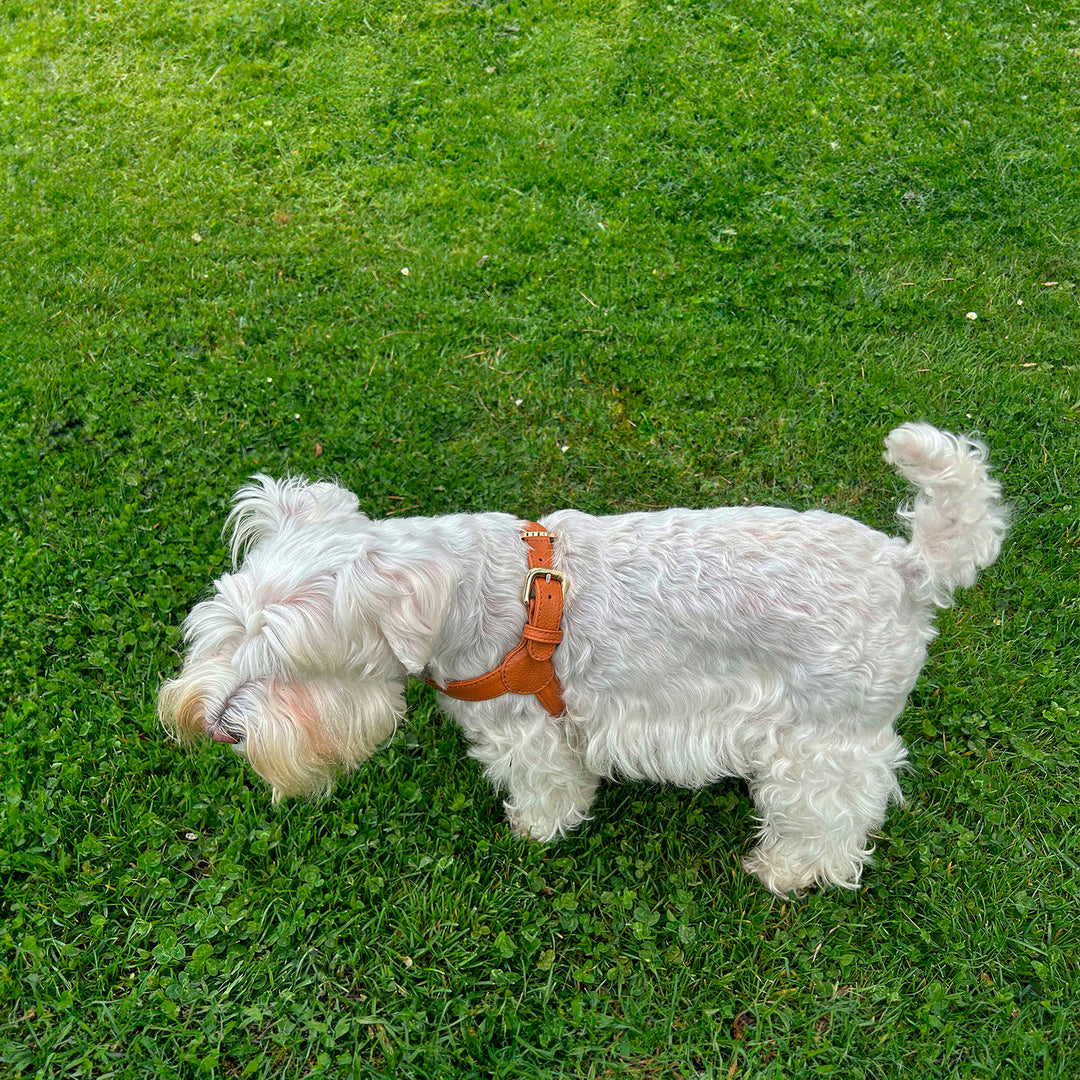 Arnés de perro en piel color marrón camel con hebilla dorada Marca GiGi BONE impresa en el cuero en letras doradas a juego con los herrajes. Piel italiana de curtido vegetal y herrajes de gran calidad. Hecho a mano, con bordes de piel doblada y cosida, sin recubrimientos plásticos, lo que le da una estética premium y gran durabilidad