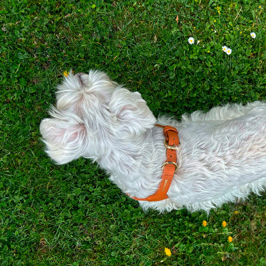 Arnés de perro en piel color marrón camel con hebilla dorada Marca GiGi BONE impresa en el cuero en letras doradas a juego con los herrajes. Piel italiana de curtido vegetal y herrajes de gran calidad. Hecho a mano, con bordes de piel doblada y cosida, sin recubrimientos plásticos, lo que le da una estética premium y gran durabilidad