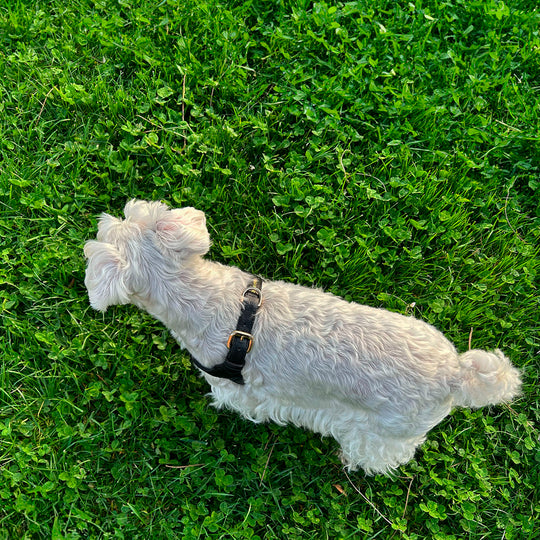 Arnés de perro en piel color negro con hebilla dorada Marca GiGi BONE impresa en el cuero en letras doradas a juego con los herrajes. Piel italiana de curtido vegetal y herrajes de gran calidad. Hecho a mano, con bordes de piel doblada y cosida, sin recubrimientos plásticos, lo que le da una estética premium y gran durabilidad