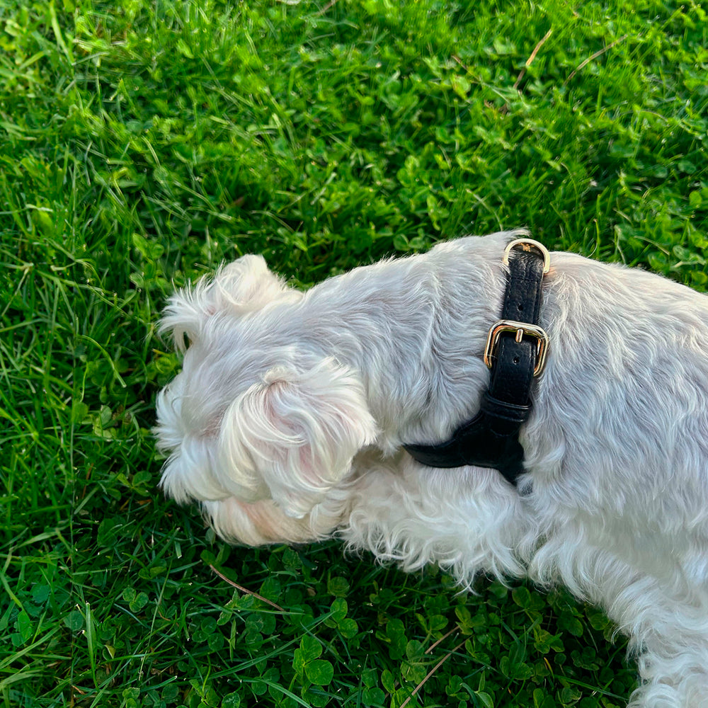 Arnés de perro en piel color negro con hebilla dorada Marca GiGi BONE impresa en el cuero en letras doradas a juego con los herrajes. Piel italiana de curtido vegetal y herrajes de gran calidad. Hecho a mano, con bordes de piel doblada y cosida, sin recubrimientos plásticos, lo que le da una estética premium y gran durabilidad